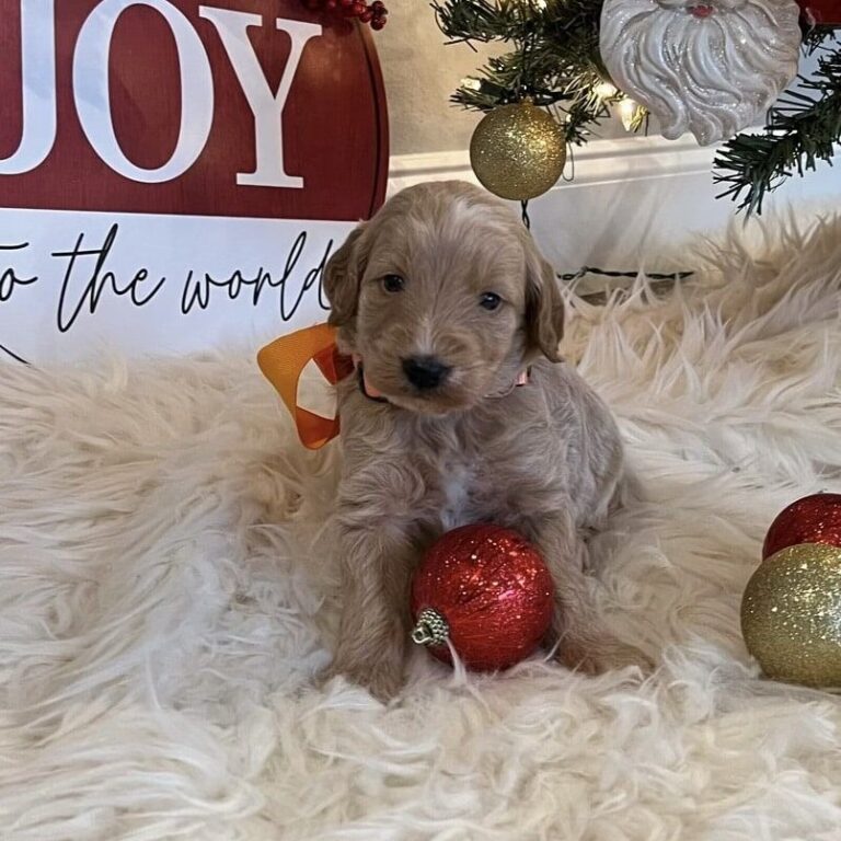 Golden Doodles For Sale: Finding the Perfect Companion at Shady Oaks Puppies