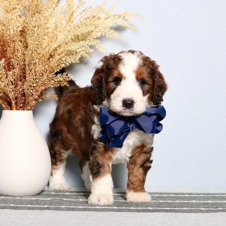 Finding Your Perfect Miniature Bernedoodle