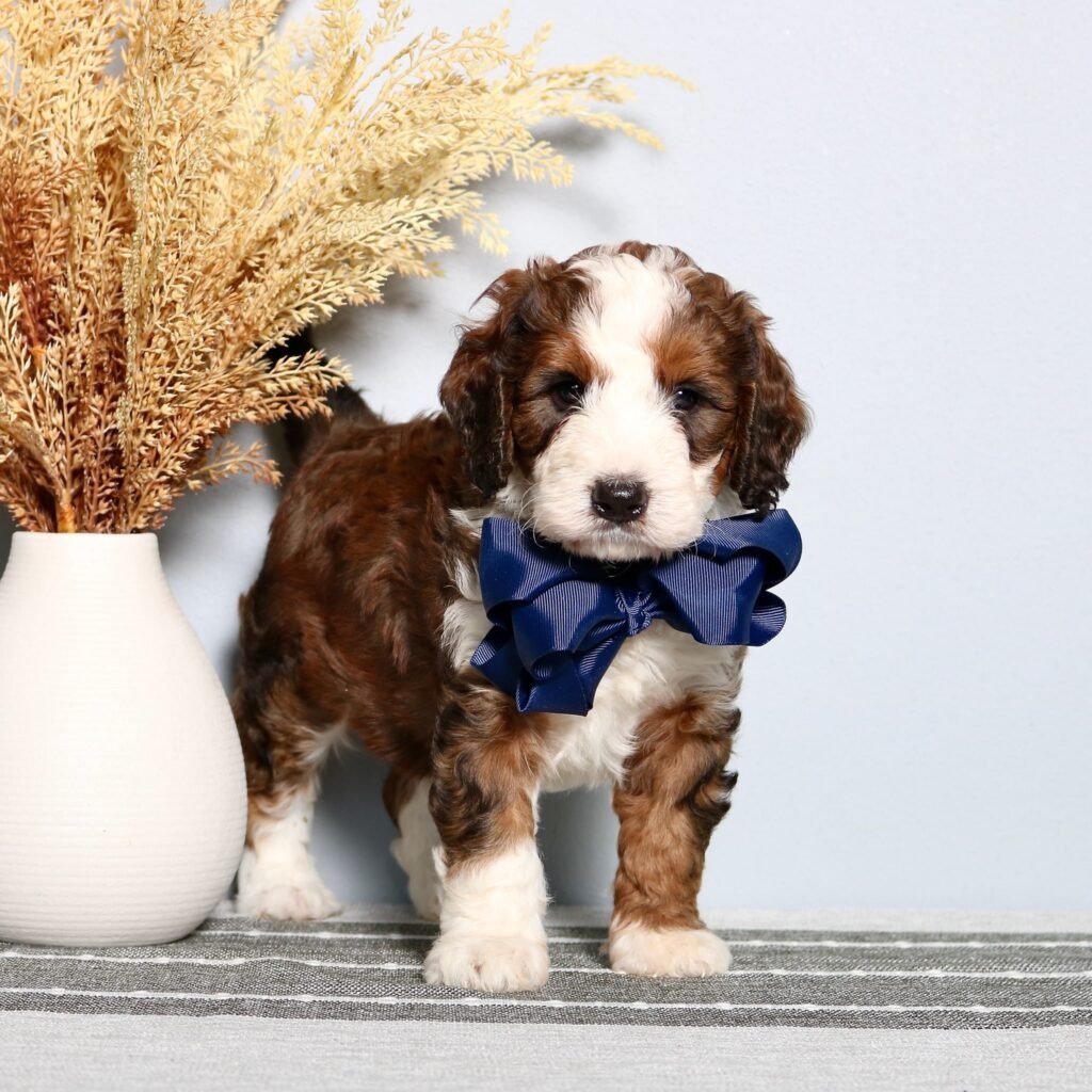 Miniature Bernedoodle For Sale